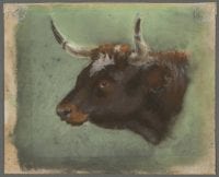 Ringed Horn Bull by Frank Reaugh, The Harry Ransom Center, University of Texas at Austin