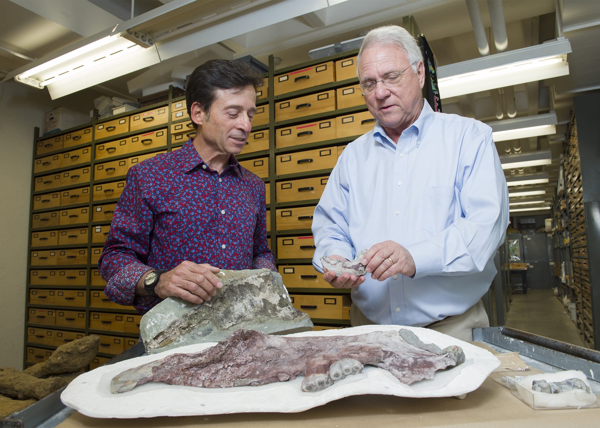 New fossils intensify mystery of short-lived, toothy mammals unique to ancient North Pacific ...