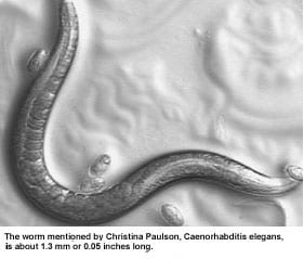  - caenorhabditis-elegans
