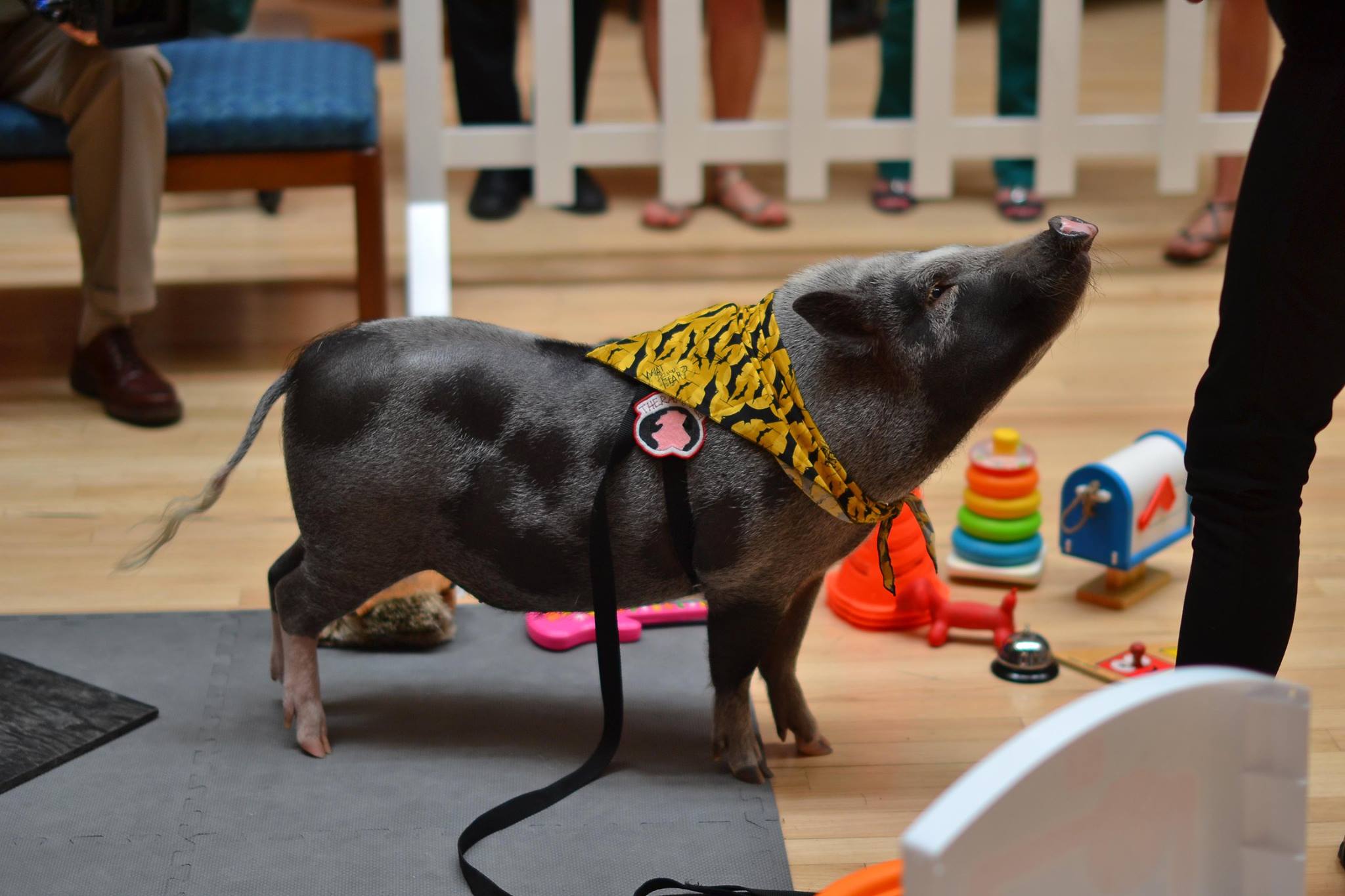 Norman, the Therapy Pig, assuages stress at the Hamon Arts Library. (Photo by Rueben Gonzales(