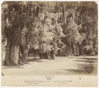 Bosque de Chapultepec [No. 93], ca. 1880s-1890s, DeGolyer Library, SMU.
