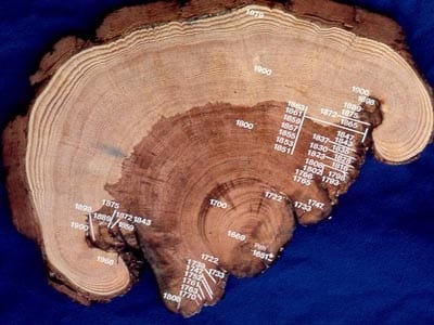 Christopher Roos, fire scar, tree ring, ancient fire, Medieval Warm Period, Little Ice Age, anthropology, SMU