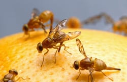 Johannes Bauer, organic diet, fruit flies, SMU