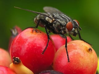 Bauer, fruit fly, organic diet, Chhabra, SMU