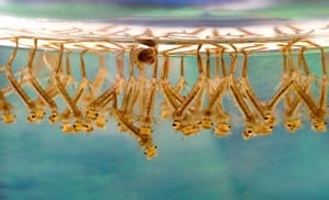 Larvae of Culex Mosquitoes make dense groups in standing water. (Credit: James Gathany, CDC)