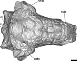 Pawpaw skull, SMU, dinosaur, Texas, armored, Ankylosaur, PawPawsaurus, Tarrant County