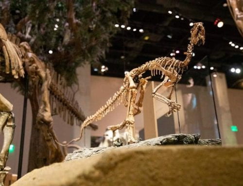New Texas dinosaur identified by SMU scientists