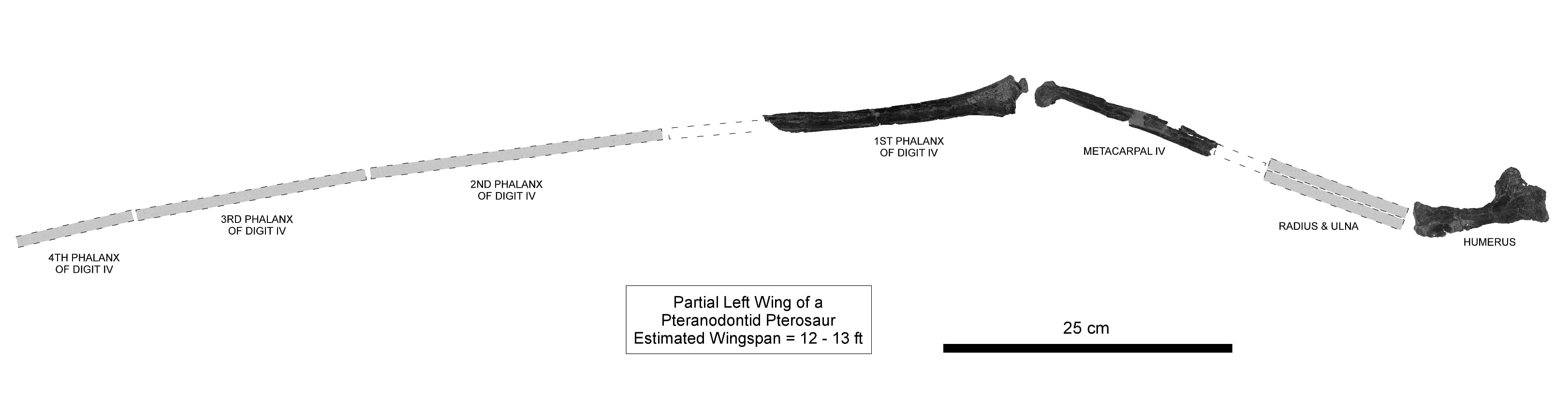 Pteranodontid%20Wing%202.jpg