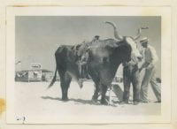 [Steer with Saddle], ca. 1930s-1940s, Bywaters Special Collections, SMU.