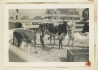 [Cattle in Corral], ca. 1930s-1940s, Bywaters Special Collections, SMU.