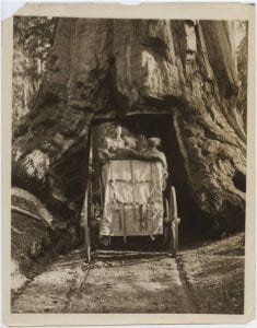 President Theodore Roosevelt Driving Through the Wawona Tunnel Tree, Yosemite National Park